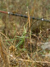 Дыбка степная 003